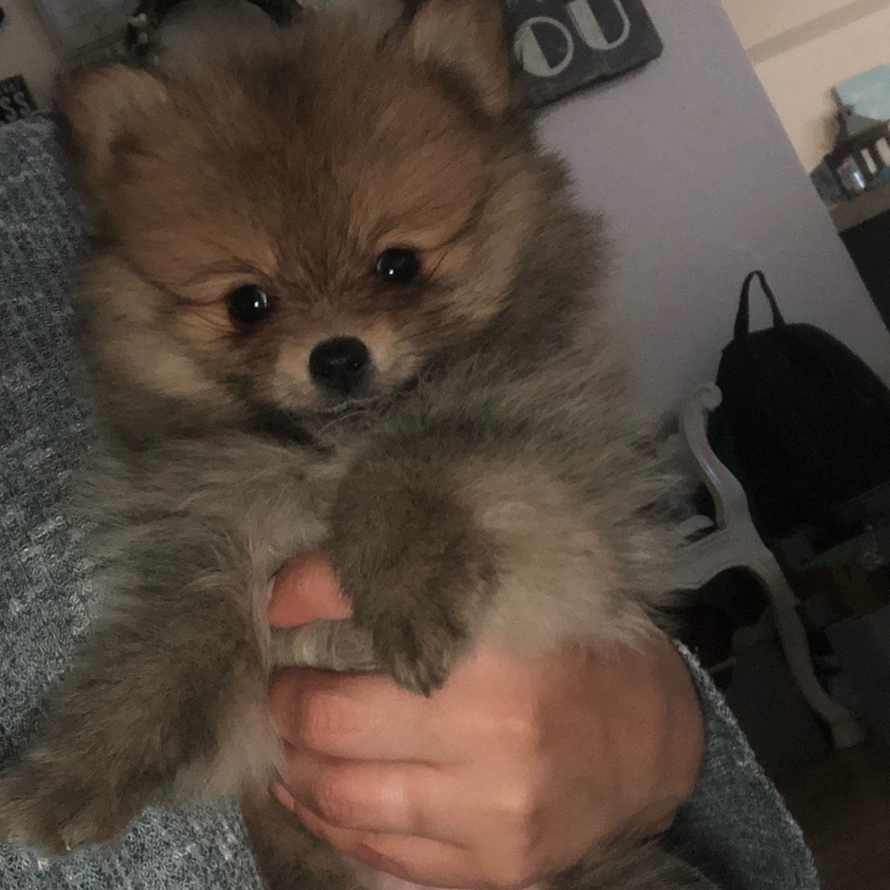 Meet your Posher, Lidia